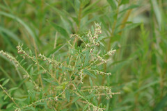 Artemisia princeps