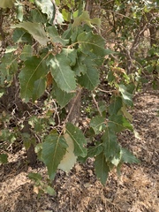 Quercus brantii