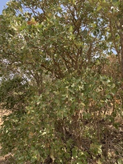 Quercus brantii