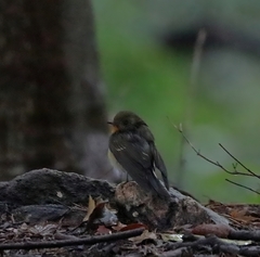 Ficedula mugimaki