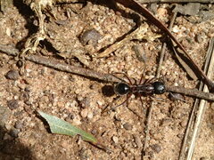 Camponotus intrepidus