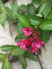Weigela florida