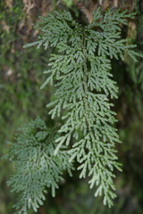 Hymenophyllum flexuosum