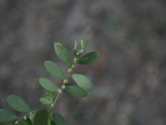 Phyllanthus debilis