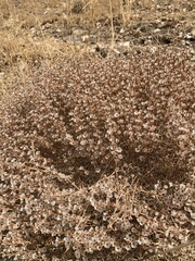 Acantholimon acerosum
