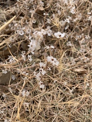 Acantholimon acerosum