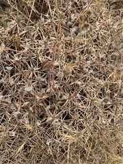 Acantholimon acerosum