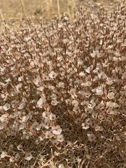 Acantholimon acerosum
