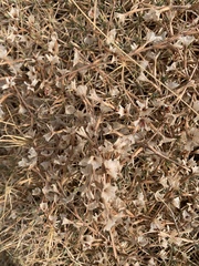 Acantholimon acerosum