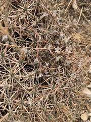 Acantholimon acerosum