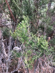 Erica arborea