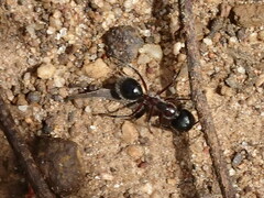 Camponotus intrepidus