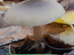Rhodocollybia asema