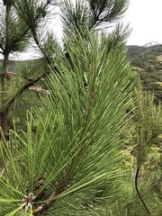 Pinus nigra