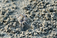 Dotilla wichmanni