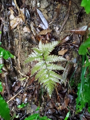 Dryopteris varia