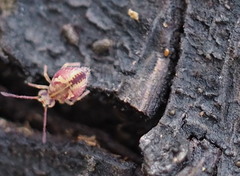 Dicyrtomidae