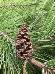 Pinus nigra
