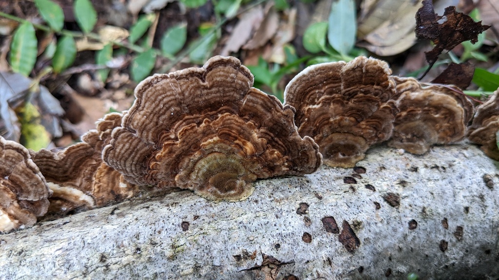 Trametes betulina · October 2022 · photo: © atsushi_nakajima_cirque (iNaturalist, cc-by)