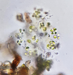 Chlorophyta