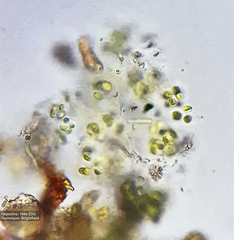 Chlorophyta