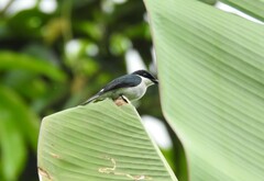 Hemipus hirundinaceus