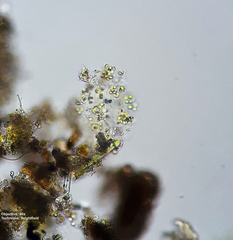 Chlorophyta