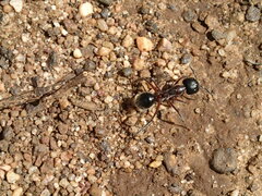 Camponotus intrepidus