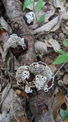 Daedaleopsis tricolor