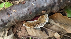 Daedaleopsis tricolor