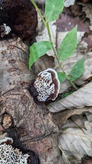 Daedaleopsis tricolor