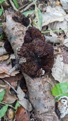 Daedaleopsis tricolor