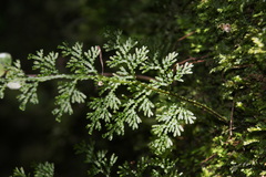 Hymenophyllum flexuosum