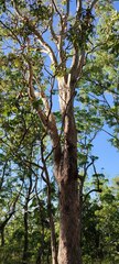 Eucalyptus alba