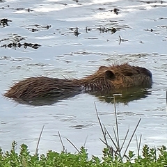 Myocastor coypus