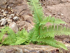 Gleicheniaceae