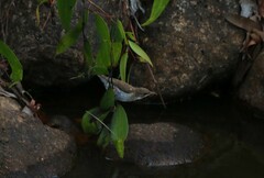 Ramsayornis modestus