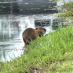 Myocastor coypus