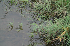 Phragmites japonicus