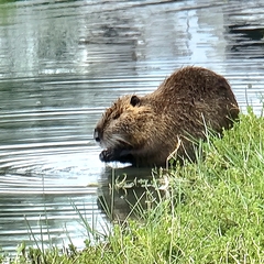 Myocastor coypus