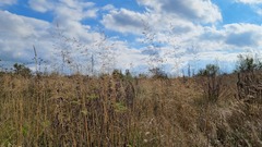 Poa