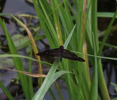 Rhyothemis princeps