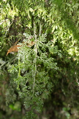 Hymenophyllum flexuosum