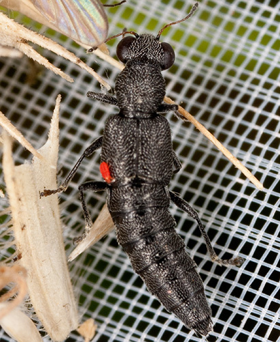 Stenus tarsalis