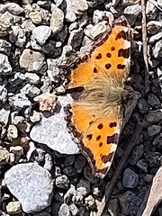 Nymphalis polychloros