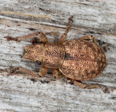 Strophosoma capitatum