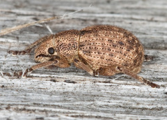 Strophosoma capitatum