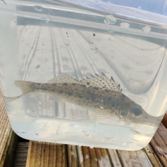 Gymnocephalus cernua