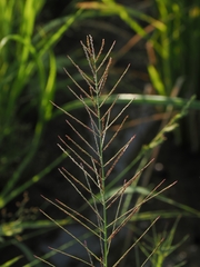 Leptochloa