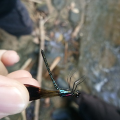 Heliocypha fenestrata